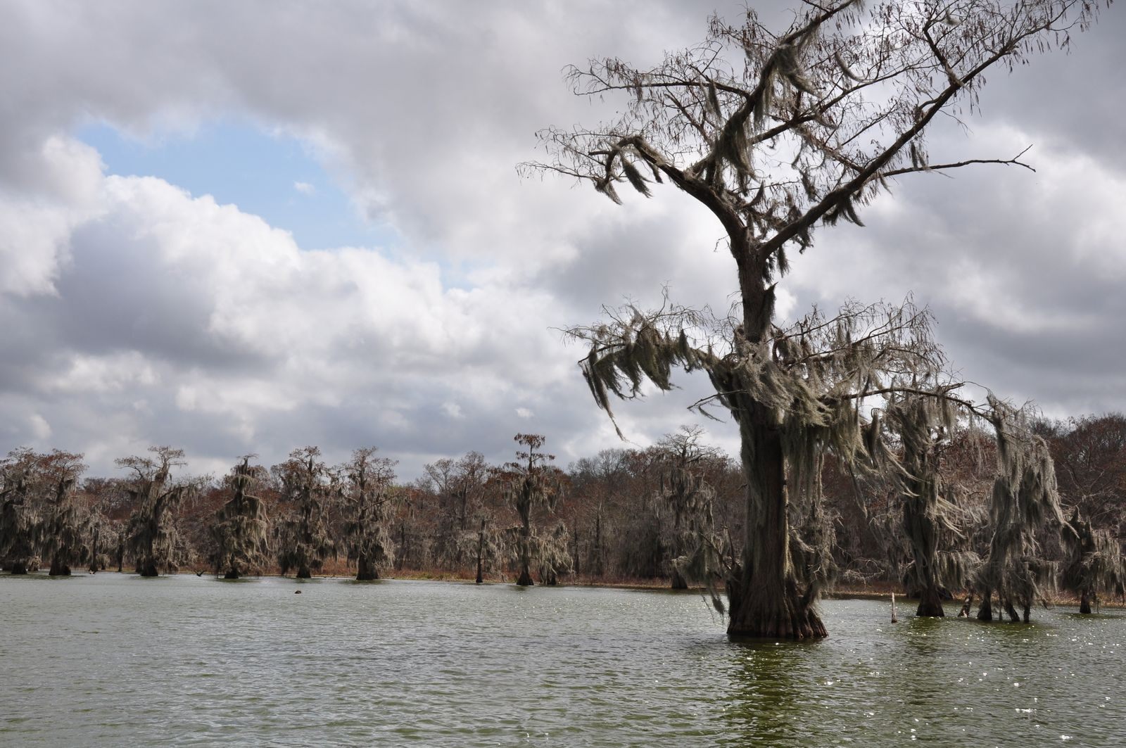 Cypress trees hung with Spanish moss standing in the still water of a Louisiana swamp